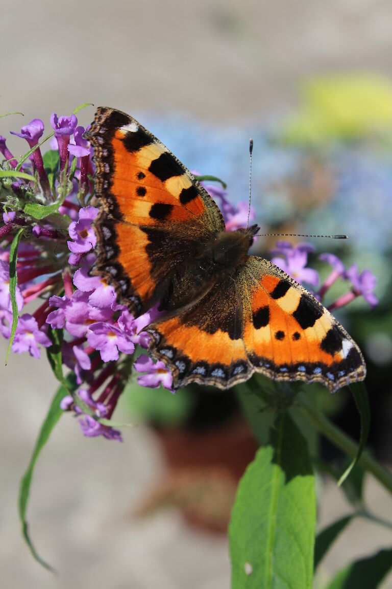 Buddleja Insekt