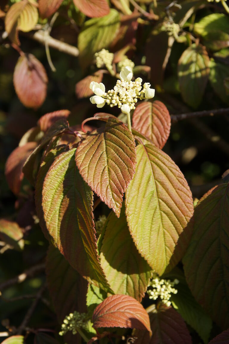 Viburnum plicatum 'Rowallane'