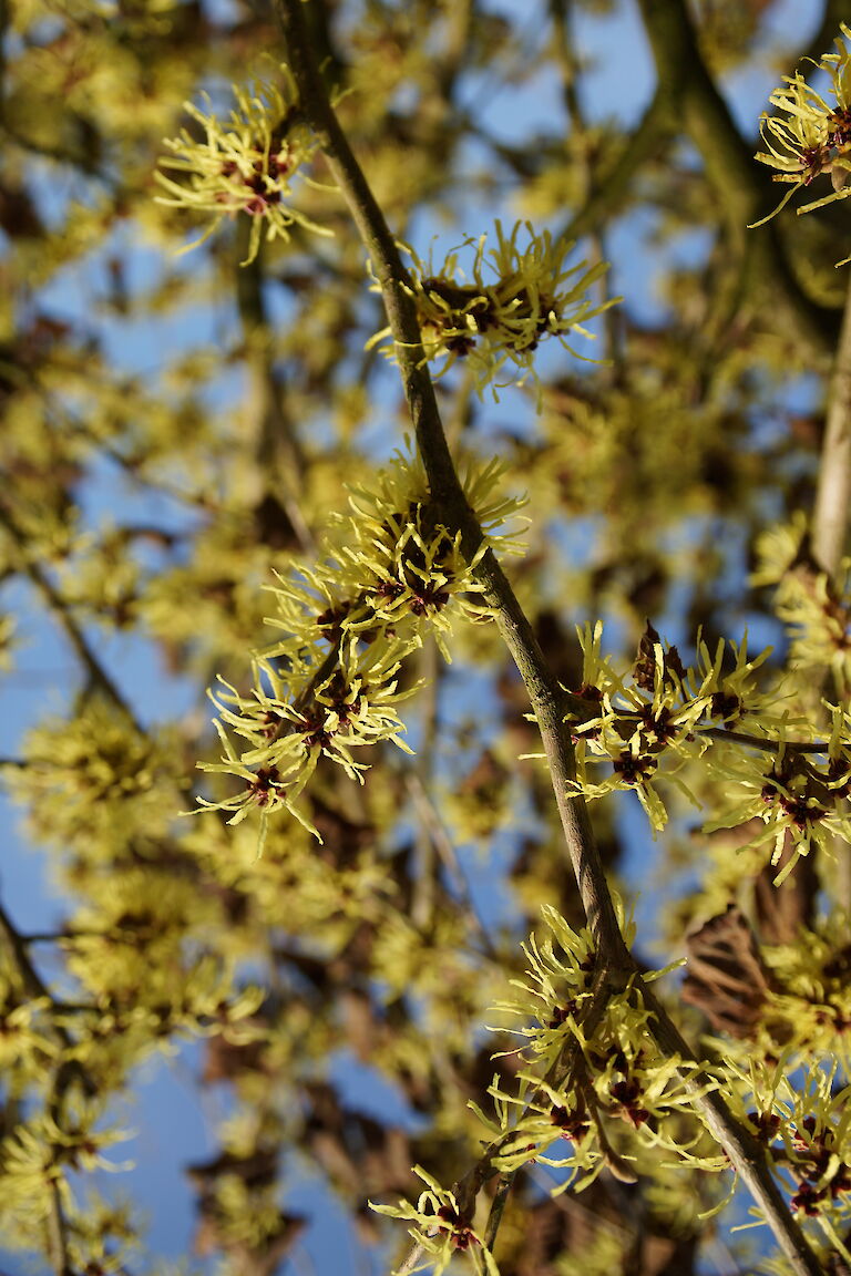 Hamamelis intermedia 'Arnold Promise'