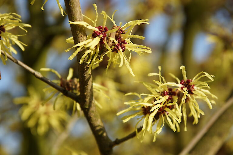 Hamamelis intermedia 'Arnold Promise'