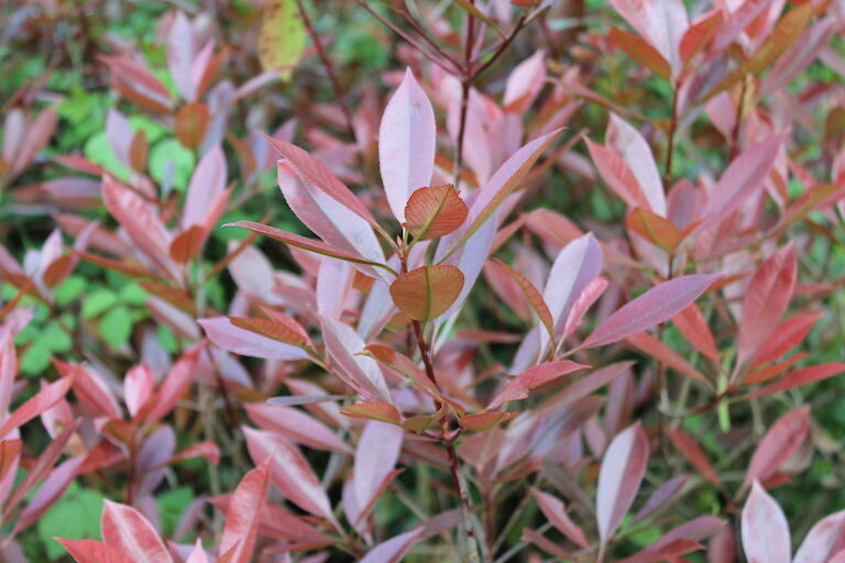 Photinia fraseri 'Red Robin'