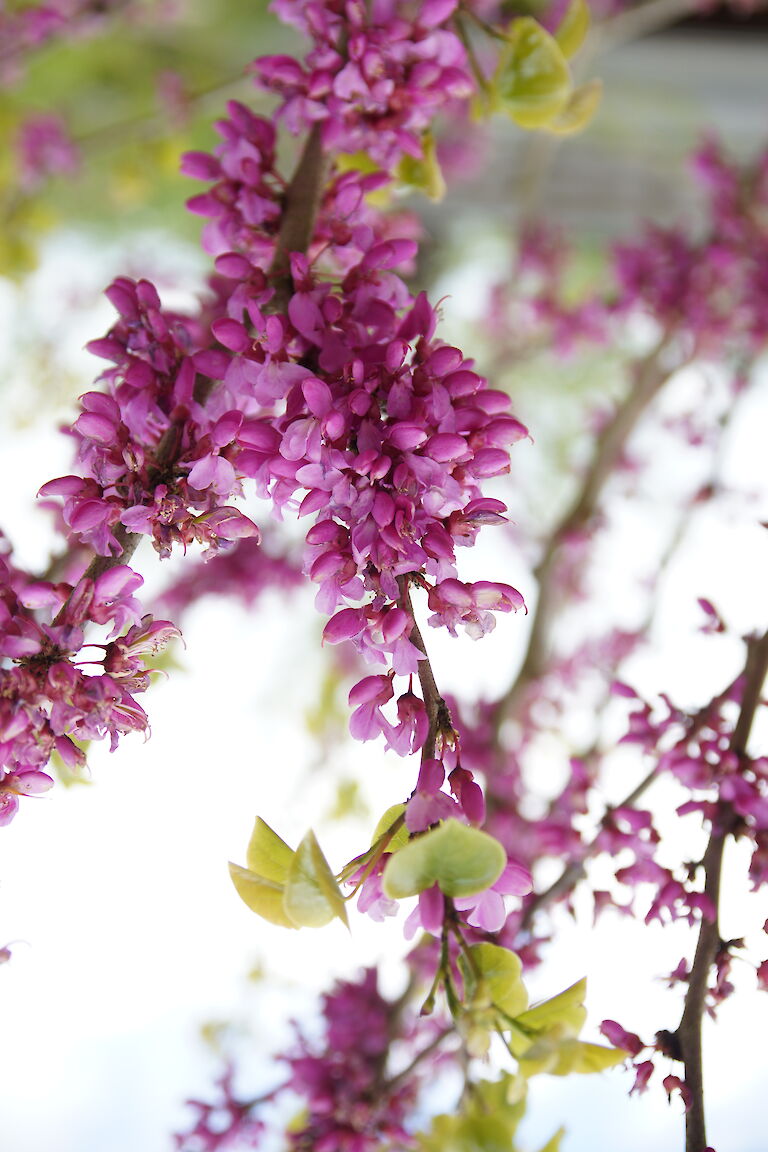 Cercis chinensis Avondale