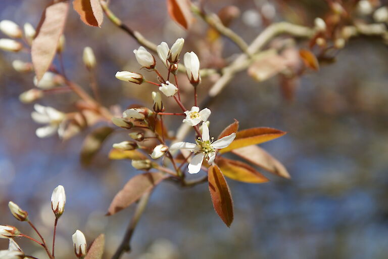 Amelanchier lamarckii