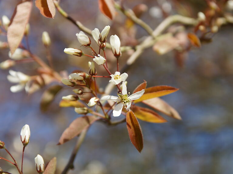 Amelanchier lamarckii