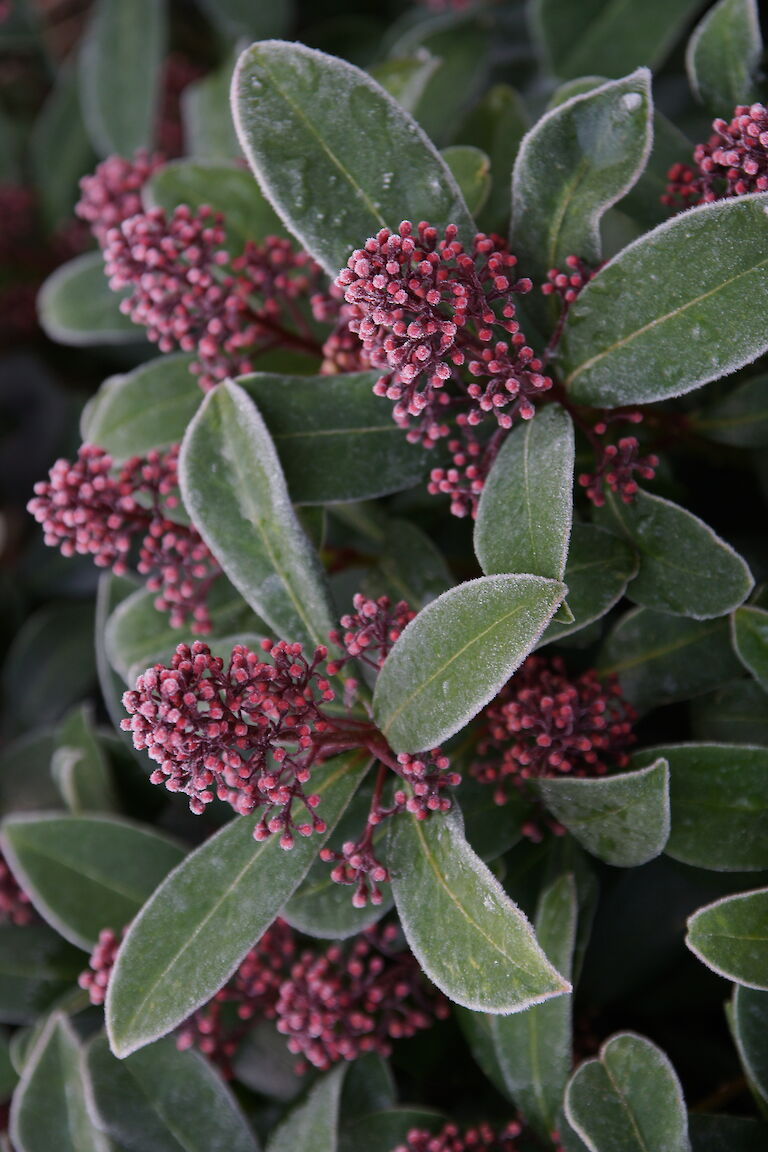 Skimmia japonica Winter