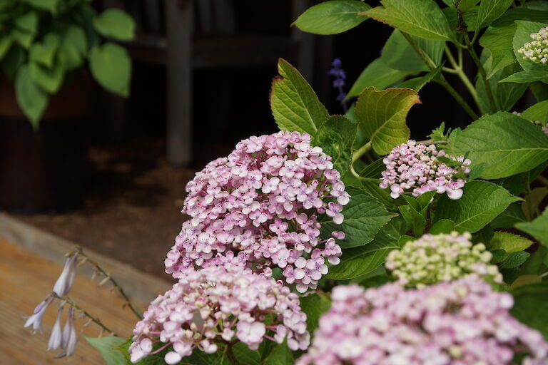 Hydrangea macrophylla