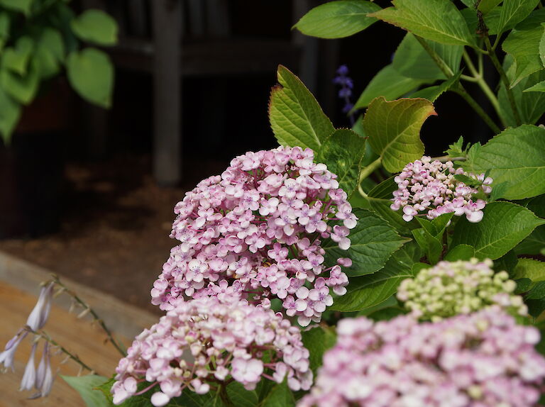 Hydrangea macrophylla