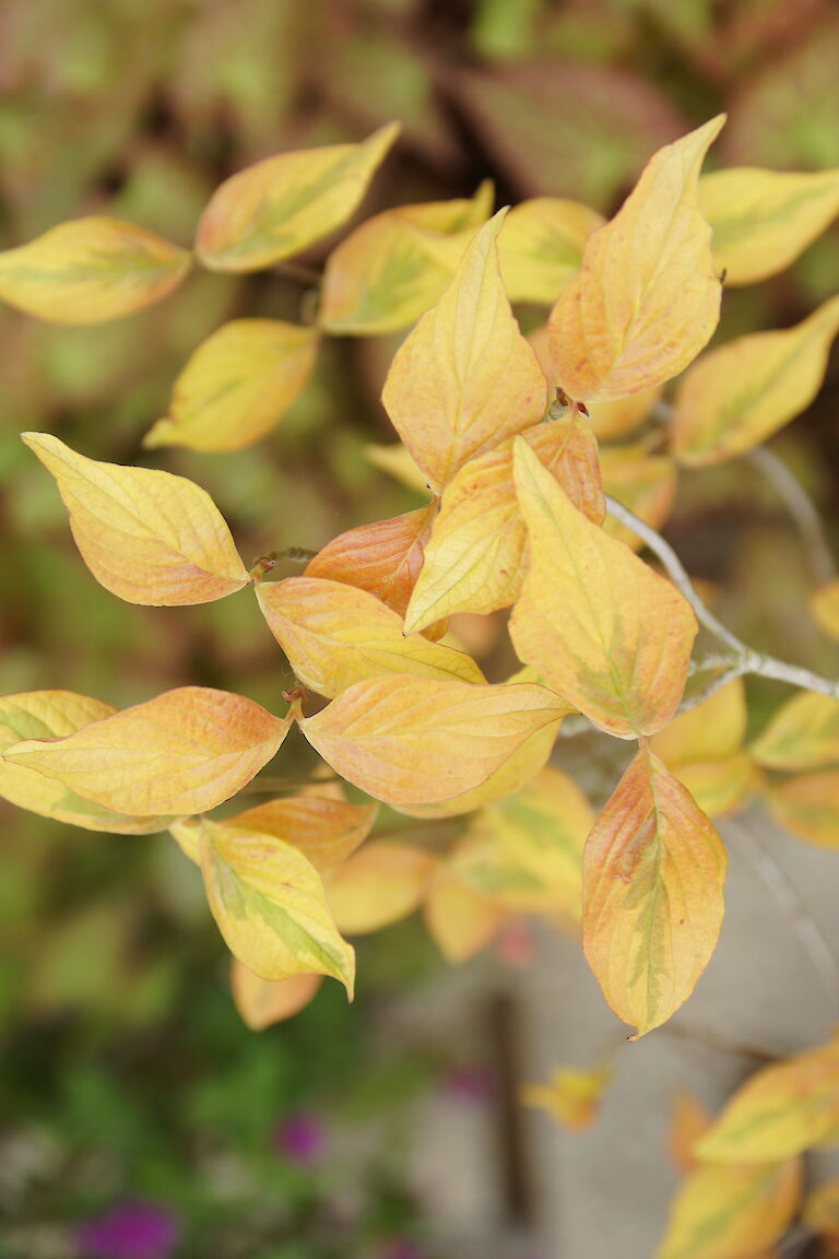 Cornus Florida 'Sunset'