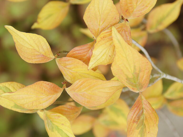 Cornus Florida 'Sunset'