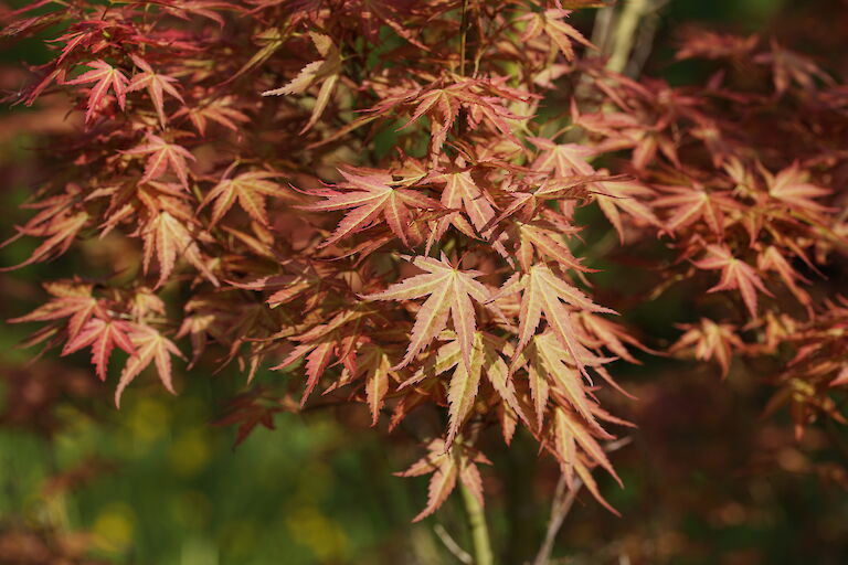 Acer palmatum Wilson's Pink Dwarf