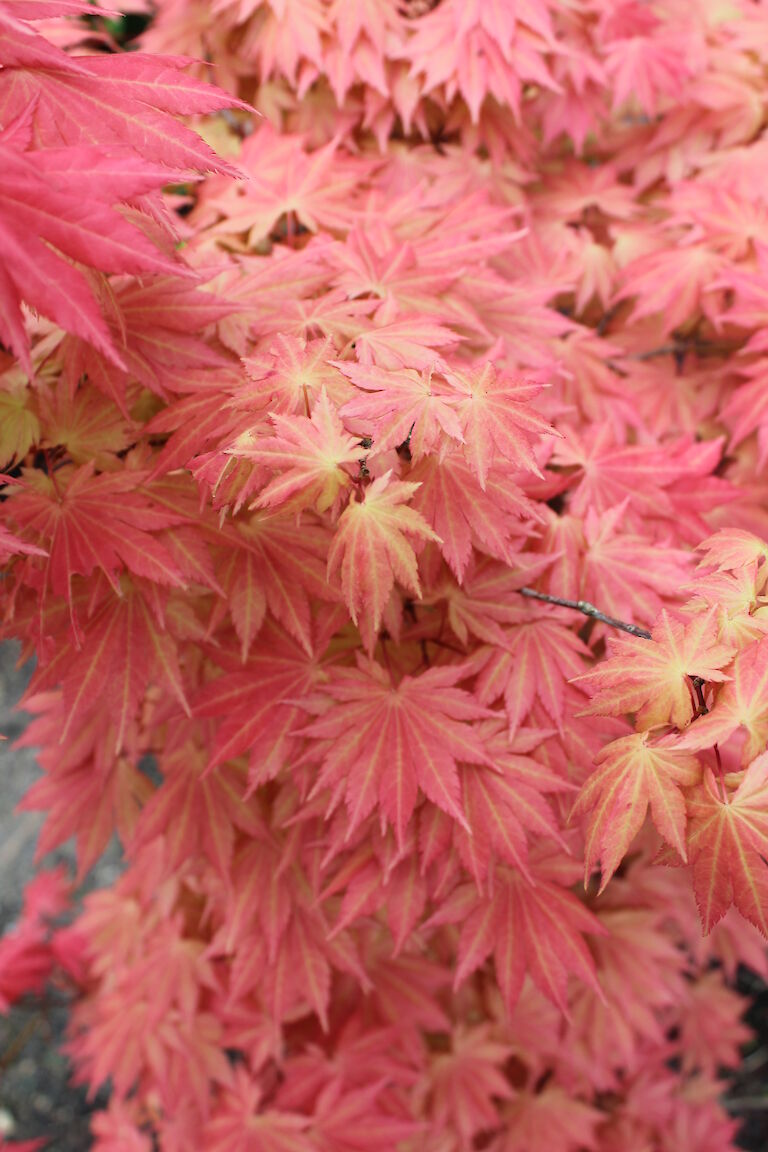 Acer shirasawanum 'Autumn Moon'