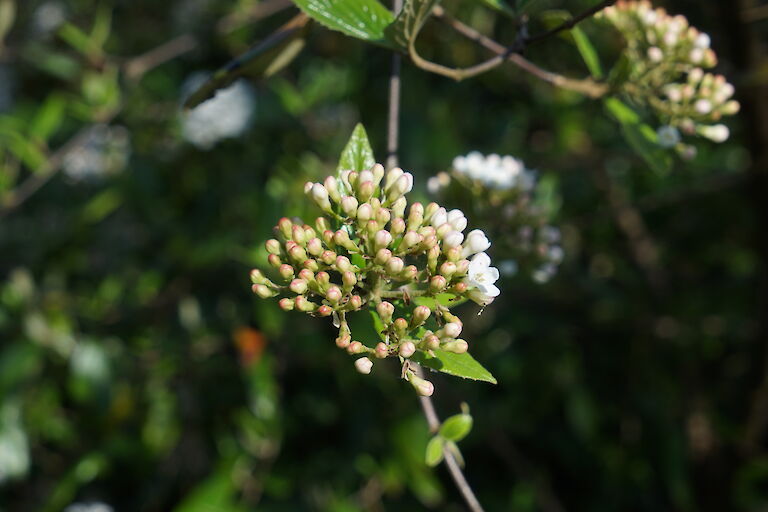 Viburnum burkwoodii