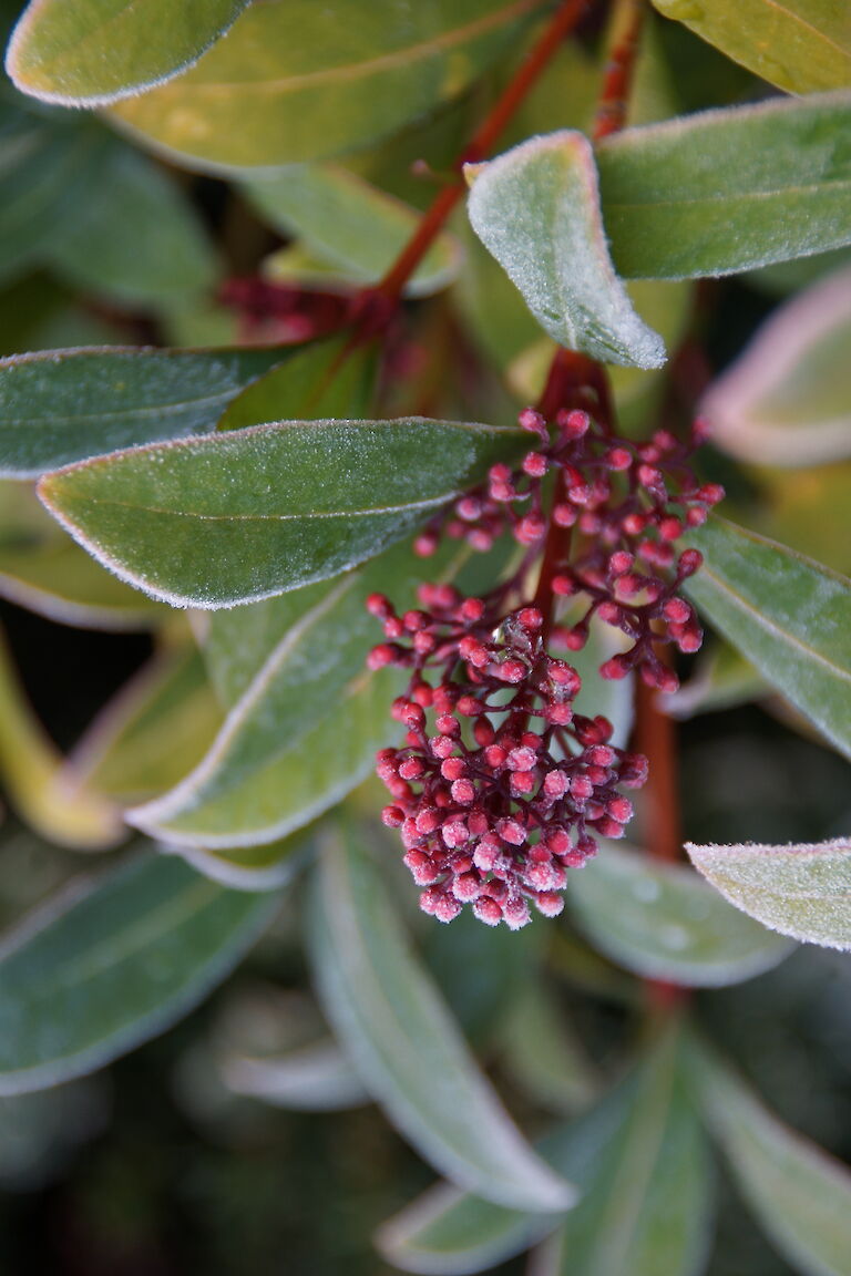 Skimmia japonica Winter