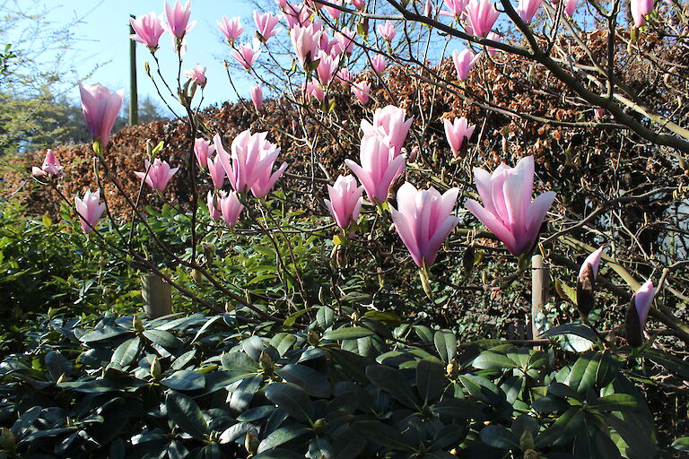 Magnolia liliflora 'Susan'