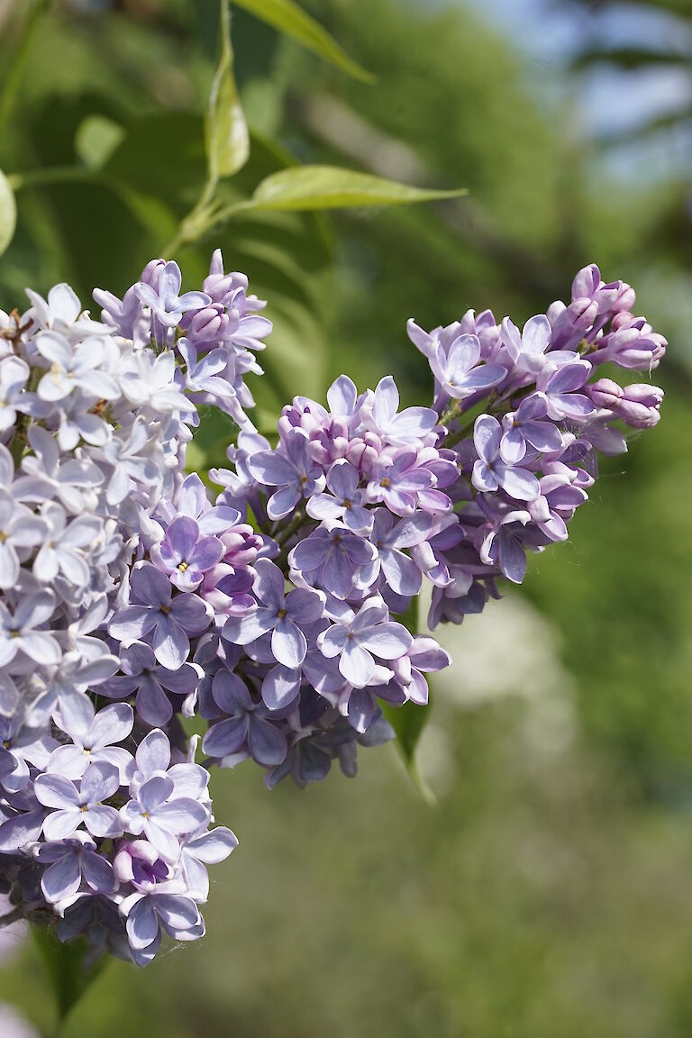 Syringa vulgaris Yankee Doodle