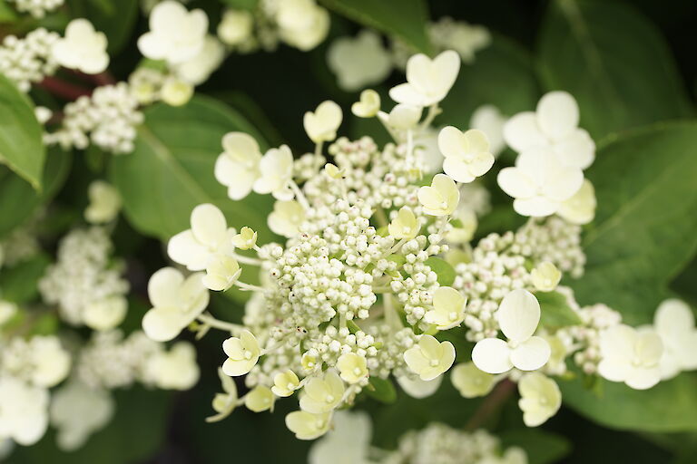 Hydrangea paniculata Dahurama