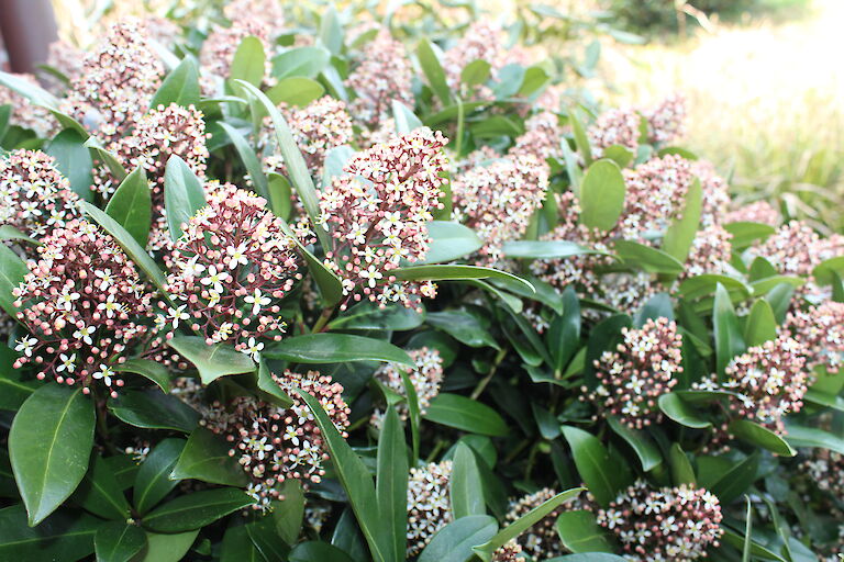 Skimmia japonica