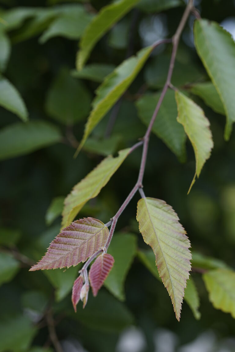 Carpinus henryana