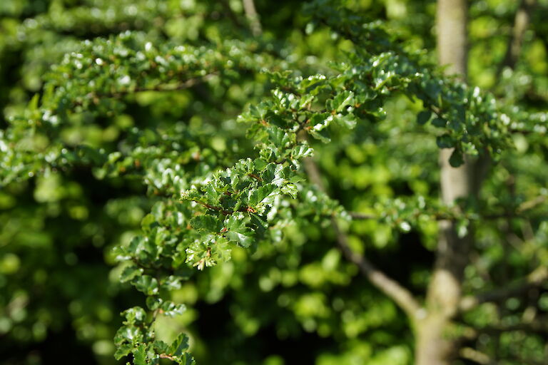 Nothofagus