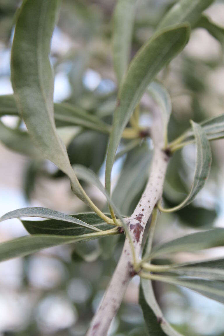 Pyrus salicifolia 'Pendula'