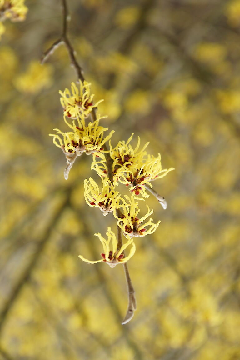 Hamamelis intermedia 'Arnold Promise'