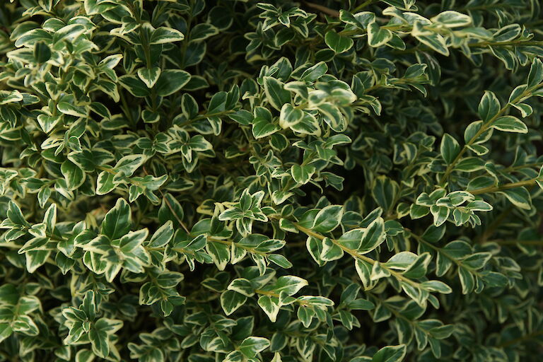 Buxus sempervirens 'Elegantissima'