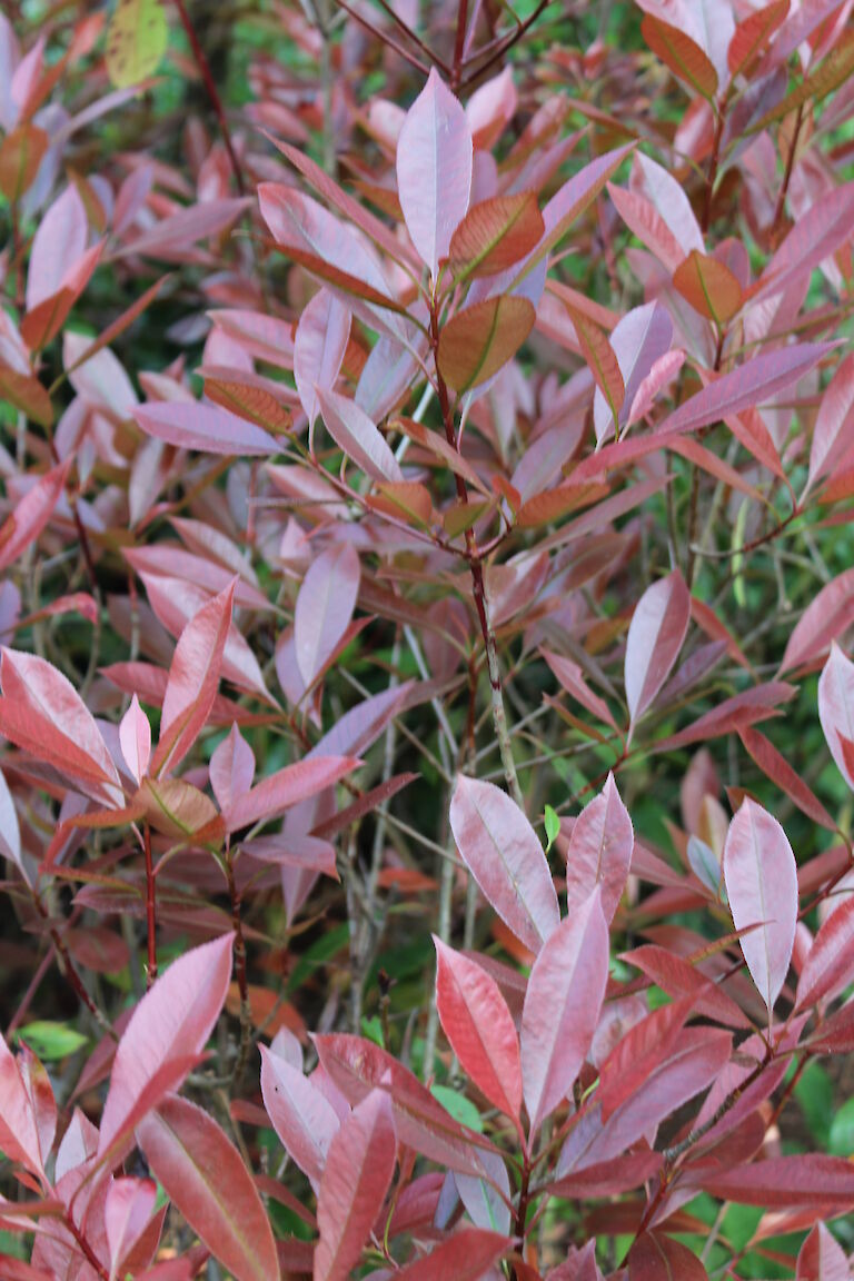 Photinia fraseri 'Red Robin'