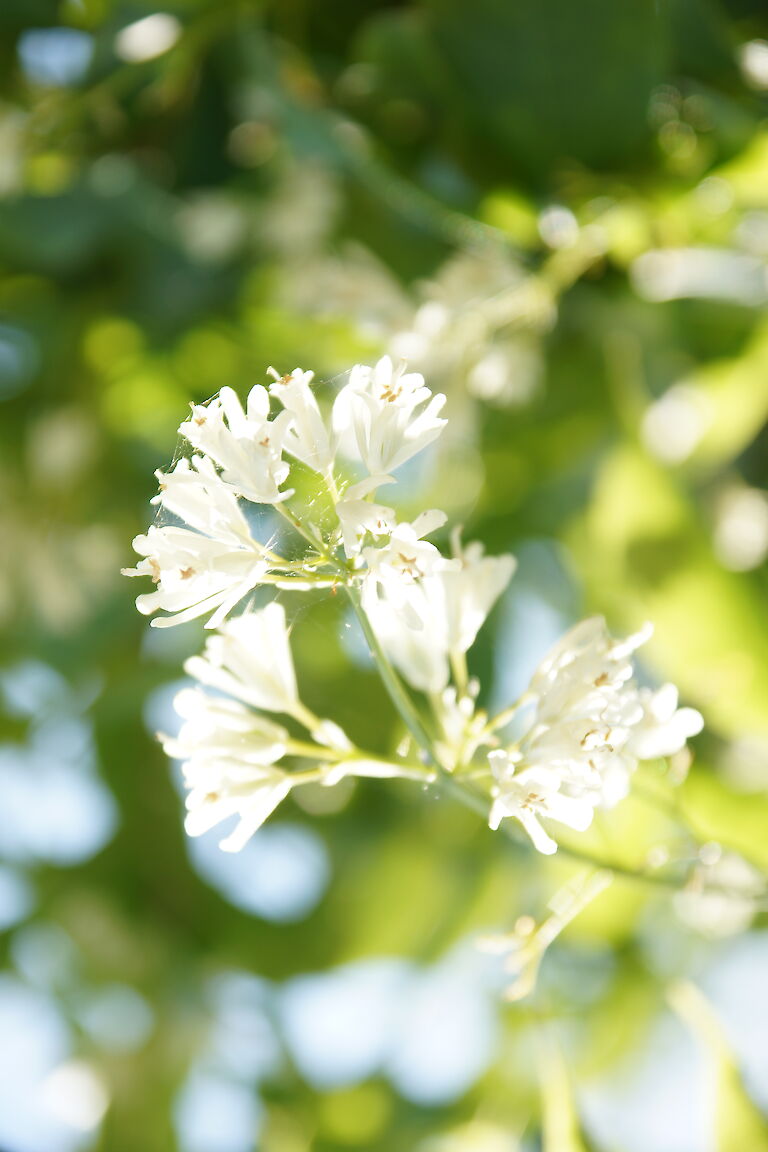 Staphylea colchica 'Pimpernuss; Klappernuss'