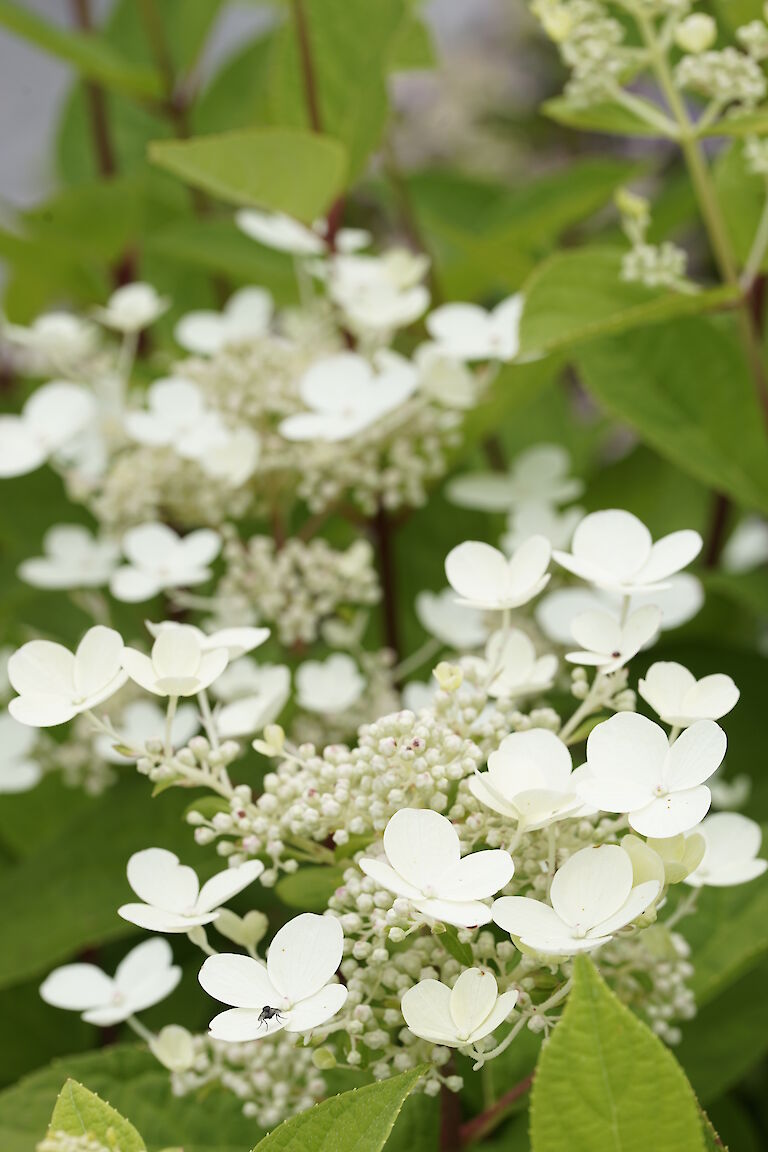 Hydrangea paniculata Early Sensation