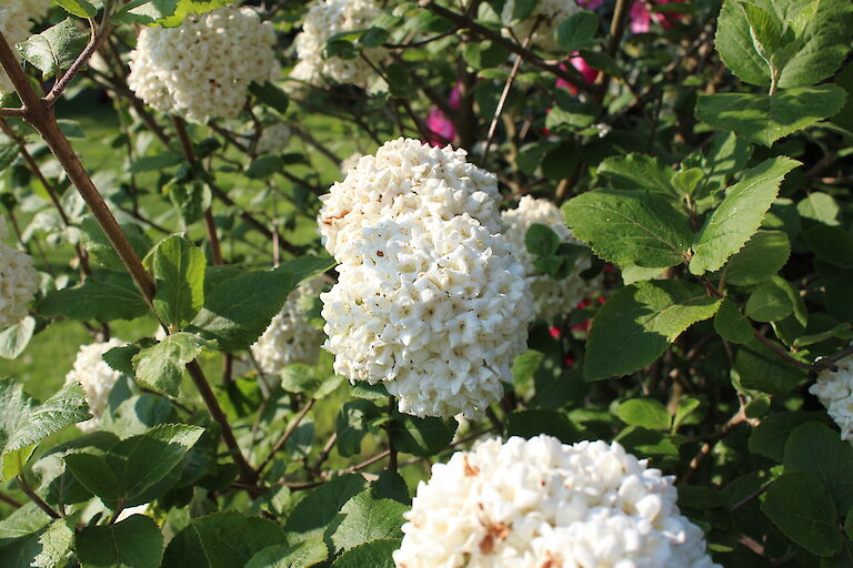 Viburnum Eskimo