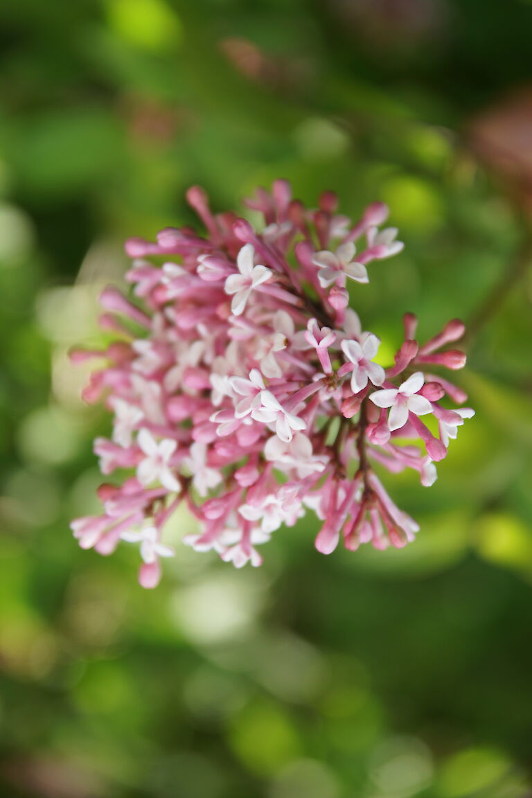 Syringa microphylla 'Superba'