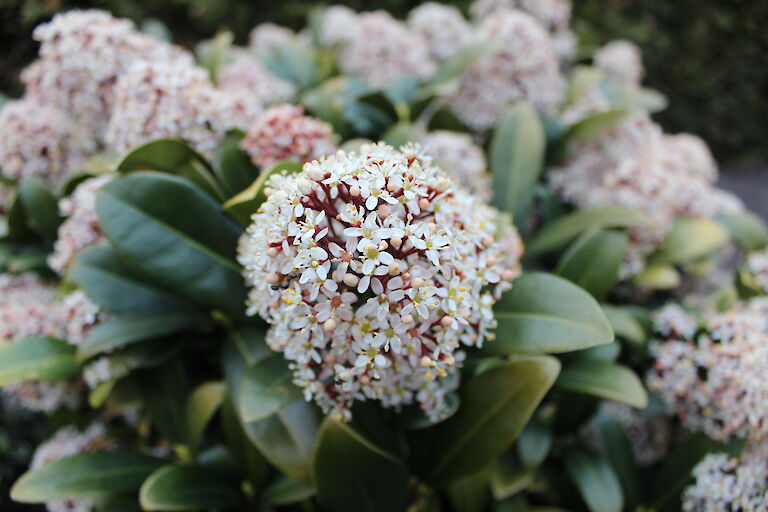 Skimmia japonica