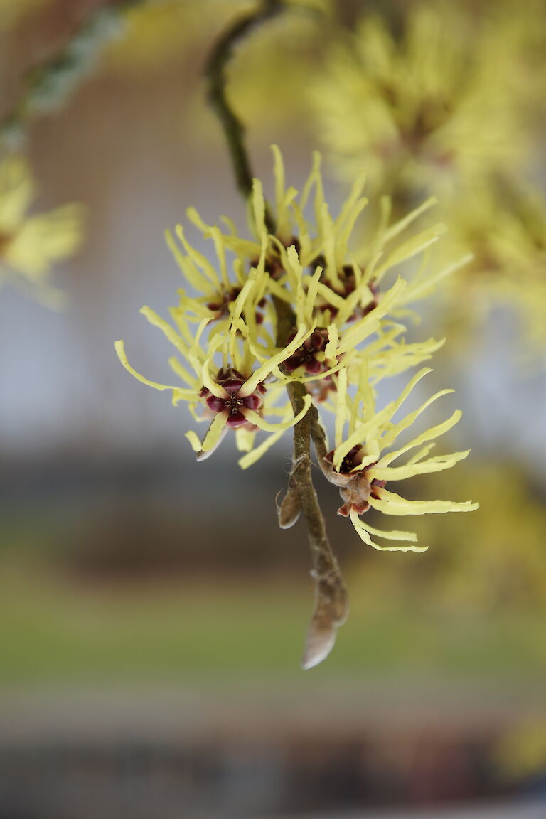 Hamamelis intermedia 'Sunburst'