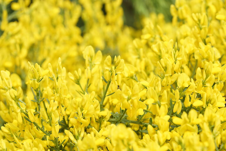 Cytisus