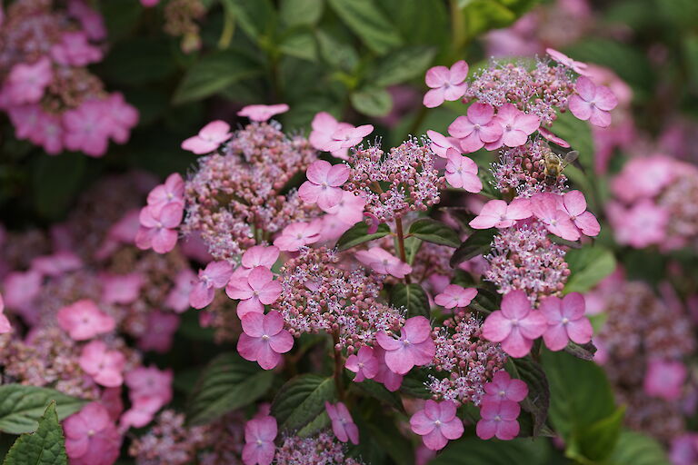 Hydrangea serrata var. koreana