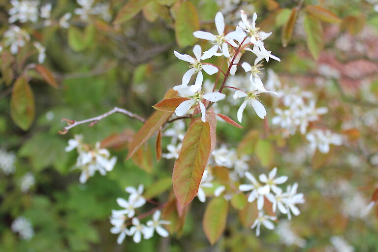 Amelanchier lamackii