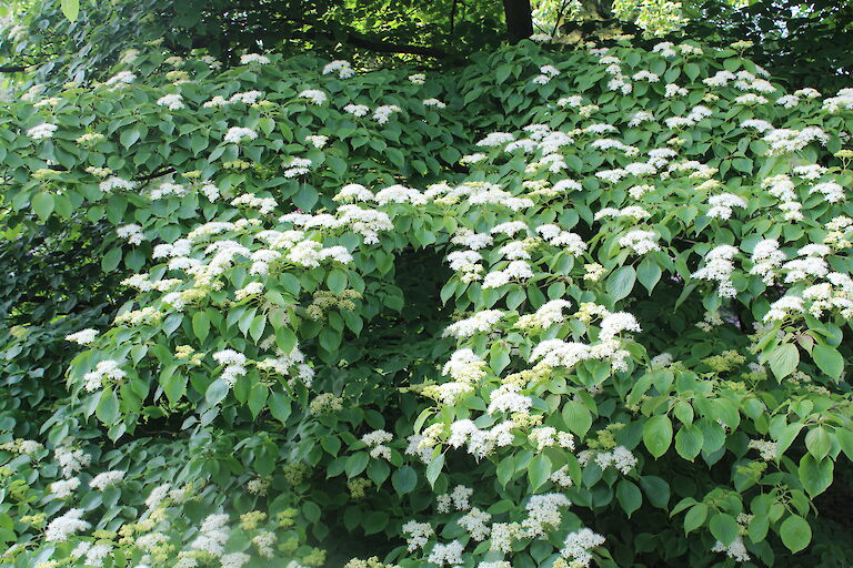 Cornus controversa