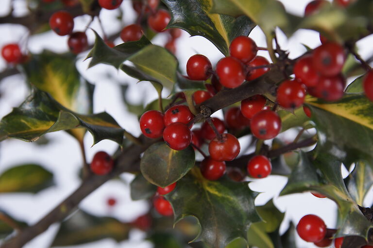 Ilex meserveae 'Goldader'