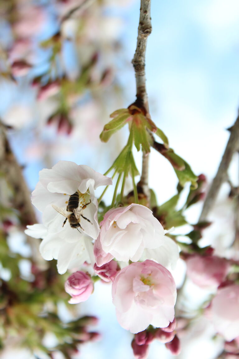 Prunus serrulata Insekt