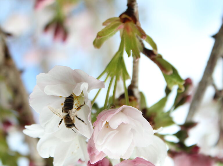 Prunus serrulata Insekt