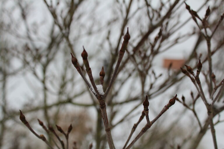 Cornus Winter