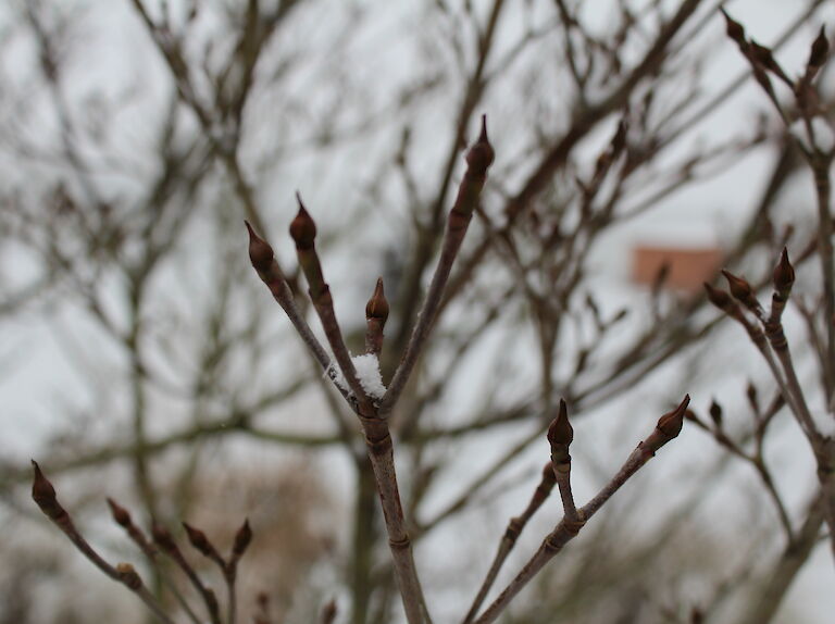 Cornus Winter