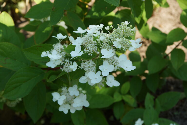 Hydrangea paniculata 'Pink Diamond