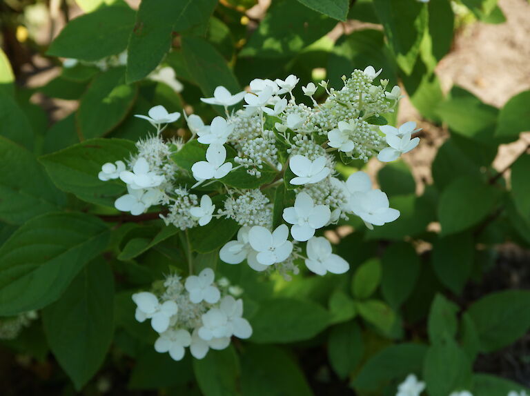 Hydrangea paniculata 'Pink Diamond