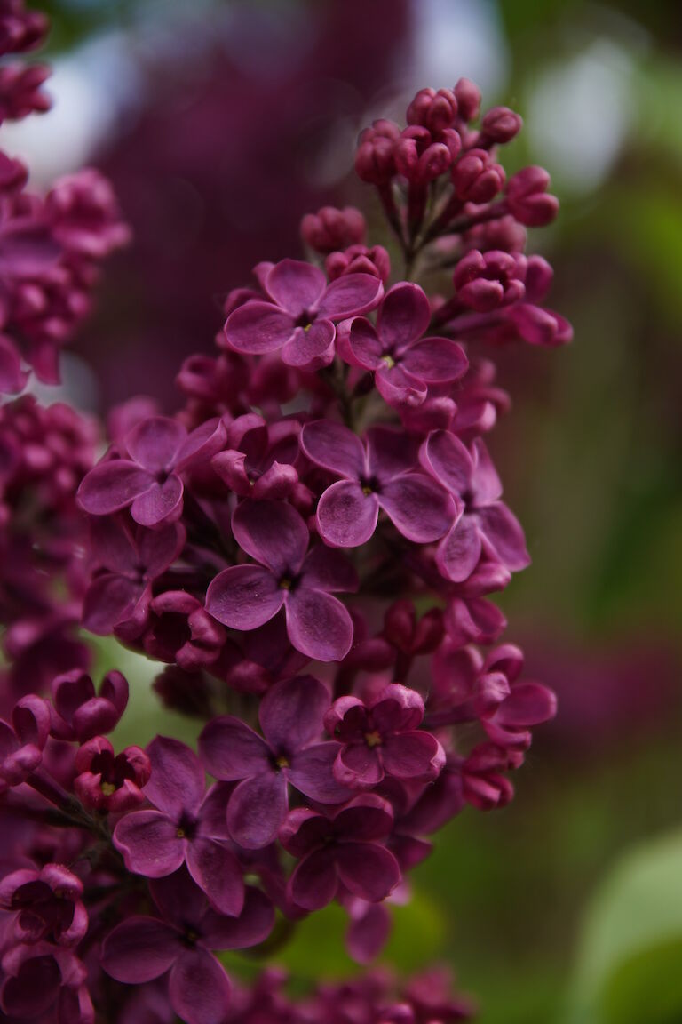 Syringa vulgaris Ludwig Spaeth