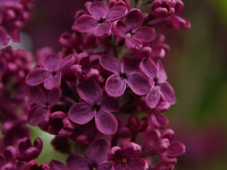 Syringa vulgaris Ludwig Spaeth