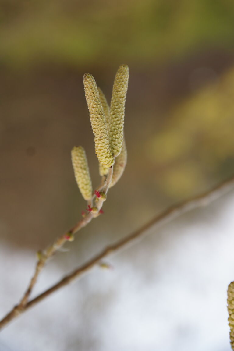 Corylus avelana