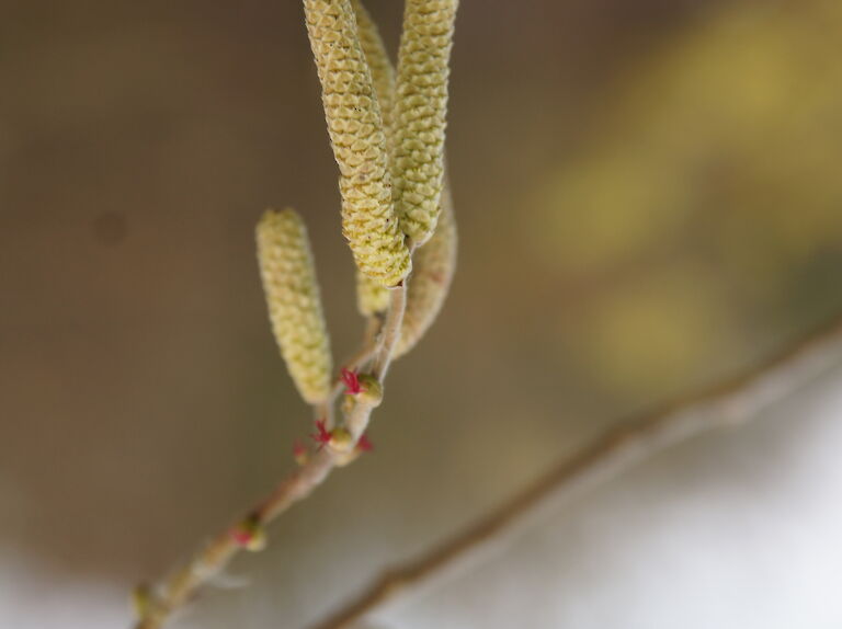 Corylus avelana