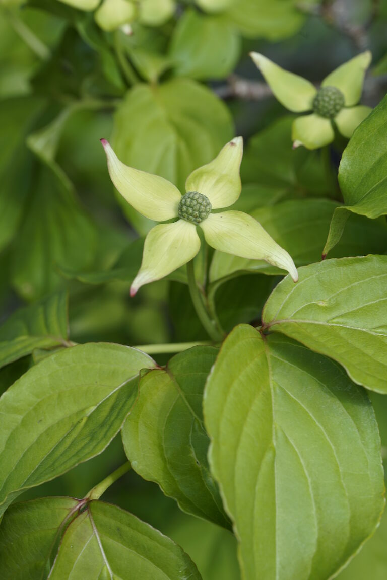 Cornus kousa var. chinensis Eurostar