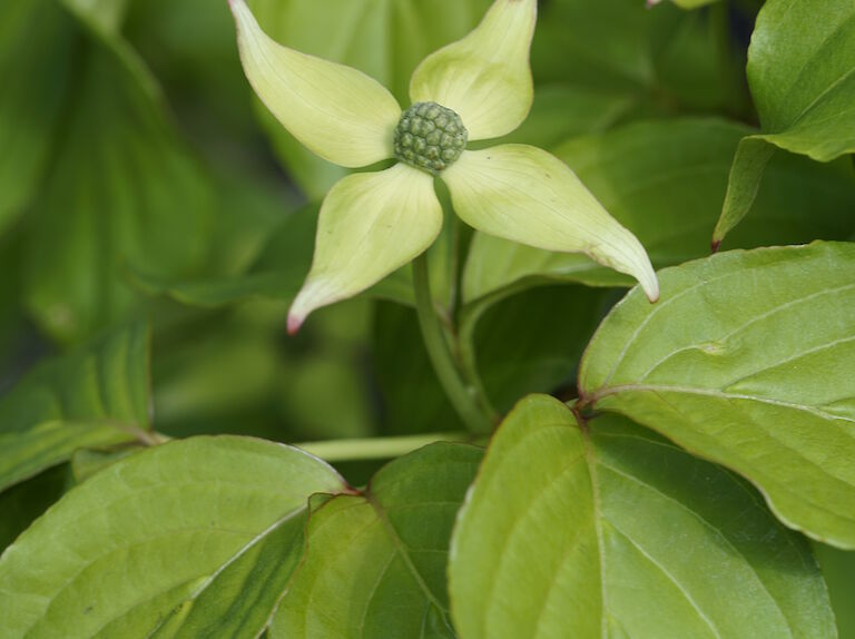 Cornus kousa var. chinensis Eurostar